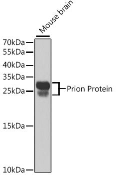 Prion Protein Rabbit pAb