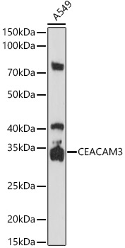 CD66d/CEACAM3 Rabbit pAb