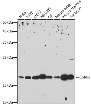 Cofilin Rabbit mAb