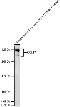 CCL17 Rabbit pAb