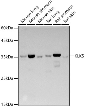 KLK5 Rabbit pAb