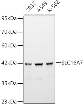 SLC16A7 Rabbit pAb