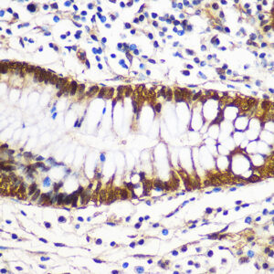 14-3-3 gamma Rabbit pAb