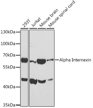 Alpha Internexin Rabbit pAb