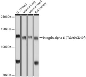 Integrin alpha 6 (ITGA6/CD49f) Rabbit pAb