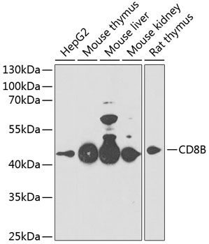 CD8B Rabbit pAb