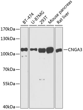CNGA3 Rabbit pAb