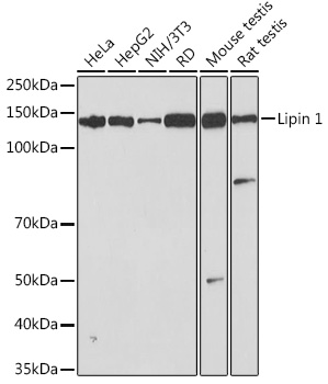 Lipin 1 Rabbit mAb