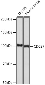 CDC27 Rabbit mAb