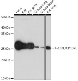 4-1BBL/CD137L Rabbit mAb