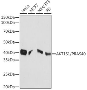 AKT1S1/PRAS40 Rabbit mAb
