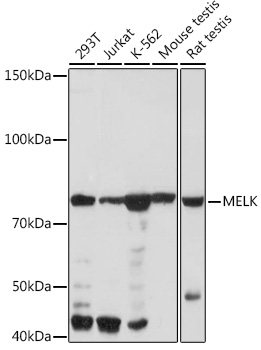 MELK Rabbit mAb