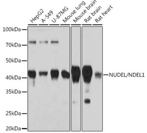 NUDEL/NDEL1 Rabbit mAb