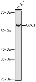 ODC1 Rabbit mAb
