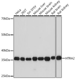 HTRA2 Rabbit mAb