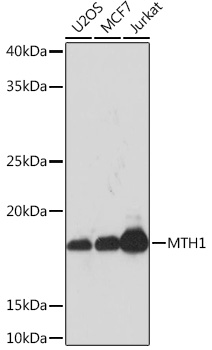 MTH1 Rabbit mAb