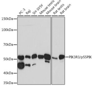 PIK3R3/p55PIK Rabbit mAb