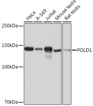 POLD1 Rabbit mAb