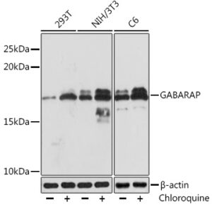 GABARAP Rabbit mAb