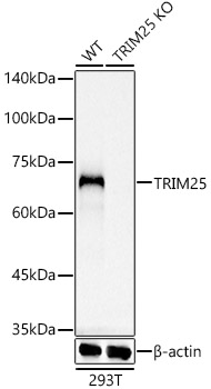 [KO Validated] TRIM25 Rabbit mAb