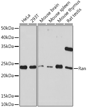 Ran Rabbit mAb