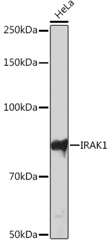 IRAK1 Rabbit mAb