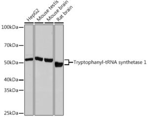 Tryptophanyl-tRNA synthetase 1 Rabbit mAb