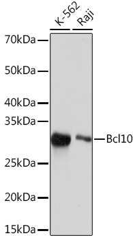 Bcl10 Rabbit mAb