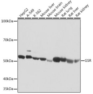 GSR Rabbit mAb