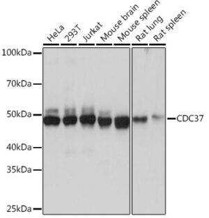 CDC37 Rabbit mAb