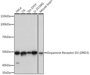 Dopamine Receptor D3 (DRD3) Rabbit mAb
