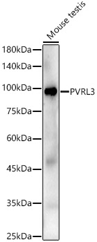 PVRL3 Rabbit pAb