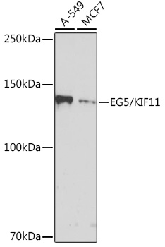 EG5/KIF11 Rabbit mAb