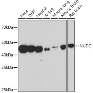 NUDC Rabbit mAb