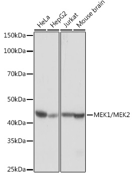 MEK1/MEK2 Rabbit mAb