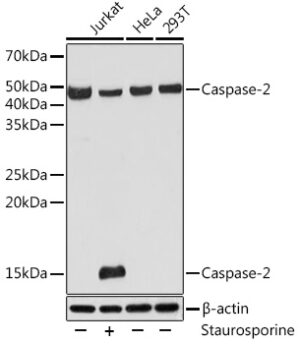 Caspase-2 Rabbit mAb