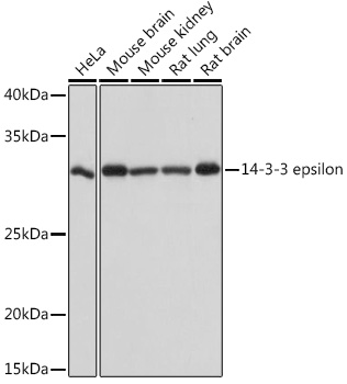 14-3-3 epsilon Rabbit mAb