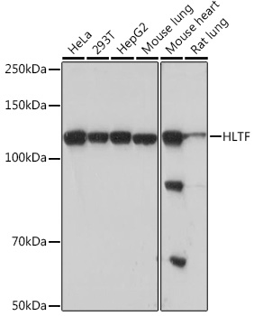 HLTF Rabbit mAb