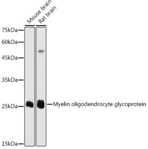 Myelin oligodendrocyte glycoprotein Rabbit pAb