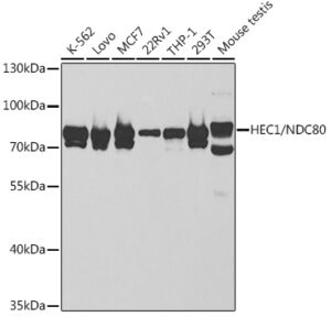 HEC1/NDC80 Rabbit pAb