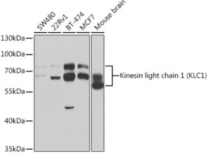 Kinesin light chain 1 (KLC1) Rabbit pAb