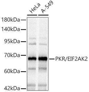 PKR/EIF2AK2 Rabbit pAb