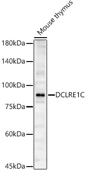 DCLRE1C Rabbit pAb