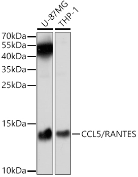 CCL5/RANTES Rabbit pAb