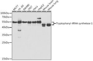 Tryptophanyl-tRNA synthetase 1 Rabbit pAb