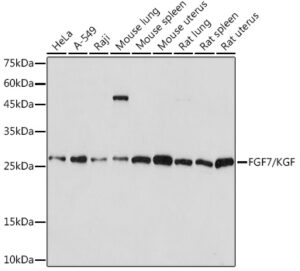 FGF7/KGF Rabbit mAb