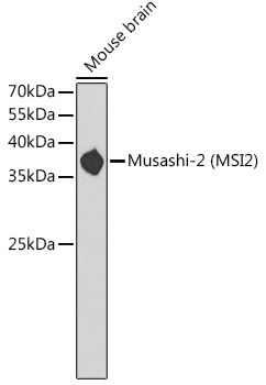 Musashi-2 (MSI2) Rabbit pAb