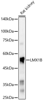 LMX1B Rabbit pAb