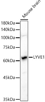 LYVE1 Rabbit pAb