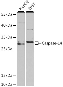 Caspase-14 Rabbit pAb